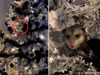 クリスマスツリーにオーナメントのふりをして忍び込んでいたのは生きたオポッサムだった！