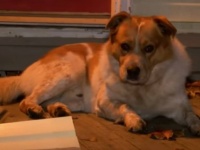 火災から一家の窮地を救った犬。野良犬だと思われていたが、迷い犬だったことが判明。飼い主が名乗り出て元の家に