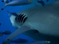人間の耳は魚のエラから進化したもの。その証拠となる化石が発見される
