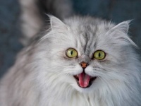 人が猫をしつけているのではない。猫が人をしつけているのだ。猫が人間に対して鳴く理由