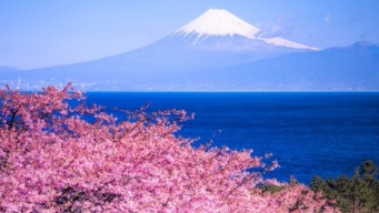 これぞ日本の「春の訪れ」　濃い色の河津桜と富士山のコラボが心を鷲づかみ