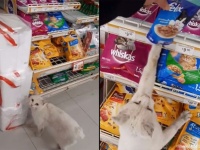 寂しげにたたずむ野良猫に近づいたら店の中に導かれ、お目当てのキャットフードに案内された（メキシコ）