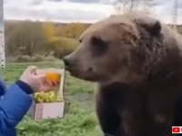 礼儀正しいクマー「これ、全部いただいちゃっていいの？ありがとう！」と、フルーツバスケットをお行儀よく受け取る