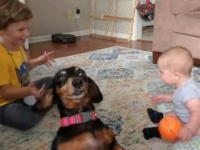 愛犬「主役は私！」とばかりに、微笑ましいファミリームービーにビデオボムをかます