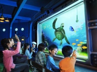 【ディズニー情報】激人気の「タートル・トーク」にニューフェイス！　ジンベエザメのデスティニーやタコのハンクなどの「ドリー組」が緊急参戦！