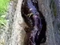 用水路を歩く「オオサンショウウオ」（だいすけ＠?daisuke77570435さんの動画から）