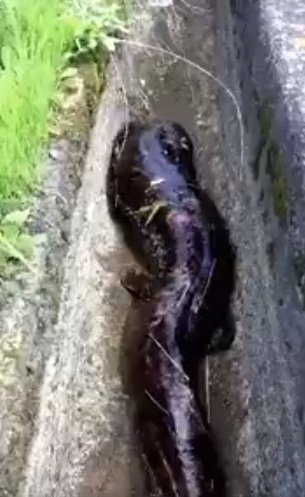 用水路を歩く「オオサンショウウオ」（だいすけ＠?daisuke77570435さんの動画から）
