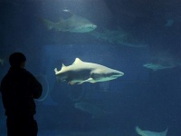 アクアワールド茨城県大洗水族館のサメ（Ryokou manさん撮影、Wikimedia Commons
