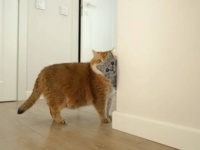 「向こうから何か覗いてるニャ？」愛猫の行く手にダンボール猫を置いてみた結果