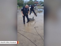 捕獲中のワニが突然動き出す瞬間！【びっくり映像】