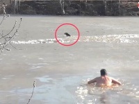 助けに来てくれと頼んだ覚えはないし！凍った川に墜落した犬、飼い主が救出しに行くも自力で脱出