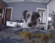 証拠を残さなきゃいいんだワン！つまみ食いを隠そうと、カメラの向きを変える犬