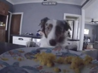 証拠を残さなきゃいいんだワン！つまみ食いを隠そうと、カメラの向きを変える犬