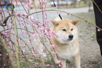 春はすぐそこ！　柴犬まるがおすすめするペットOK梅スポット5選
