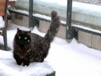 黒猫女王のショーティ陛下「我が領土を侵すこの白いモノはニャんぞ？」と、初めての雪の中を探検する