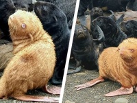 10万分の1の確率で生まれたアルビノのオットセイの赤ちゃん。オレンジ色の体毛にピンク色のヒレ（ロシア）