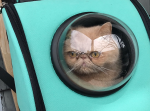 猫が宇宙船に乗ってる？　背負える“ペット用リュック”が愛猫家に大好評