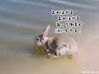 うさぎはやれる子泳げる子。川に飛び込み華麗な泳ぎで岸にたどり着く