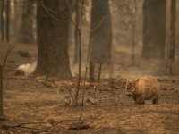 オーストラリアのウォンバット、過去の山火事で行き場をなくした動物たちに巣穴を貸してあげていた！？