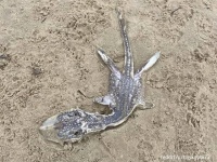 ネッシーの幼体？イギリスの海岸で発見された謎生物の正体は？
