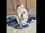 だってカワイイんだもん！　子猫を抱きかかえて離さないお猿さん。