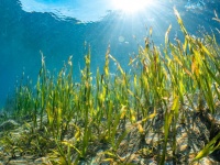 もはやぬるま湯の風呂レベル。フロリダの海水温度が史上最高となる38.3度を記録