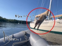 まだっ！まだダメっ！飼い主が止めるのも聞かず船から船へ飛び移ろうとした猫の結末は？