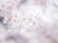 画像はイメージです