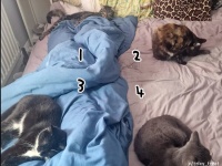 あれ?1匹多くね？ベッドで眠る猫たちの様子を見て気が付いた飼い主