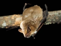 イチモツが大きすぎて入らないため、独特の方法で交尾をするコウモリ