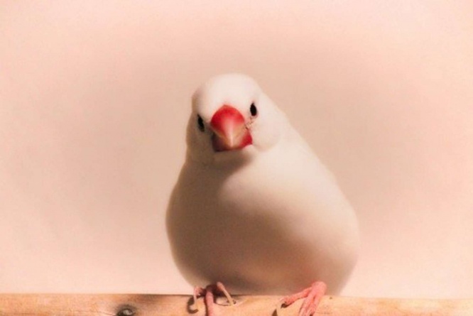 白文鳥、弥富から全国へ（画像はイメージ）