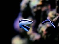 魚も鏡に映った姿を自分であると認識できることを再確認（鏡像認知）