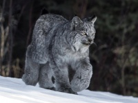 足の大モフ感！カナダオオヤマネコの魅力にズームイン