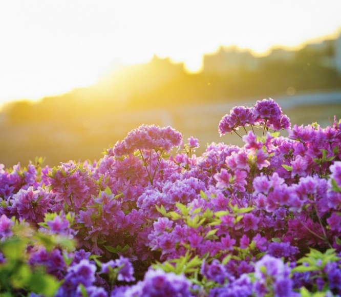 iStock_000083786145_Medium