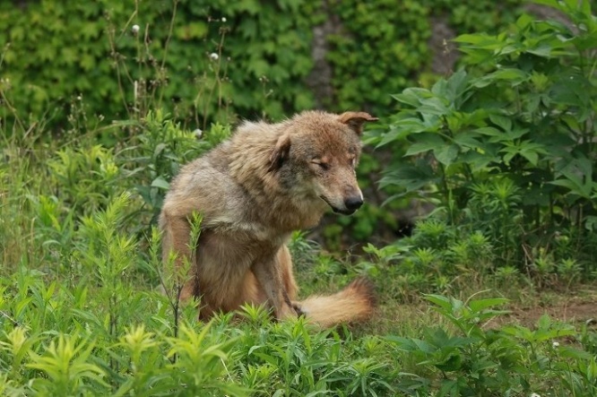 道で出会ったら野良犬と勘違いしてしまいそうなオオカミさん
