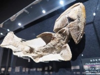城西大学水田記念博物館大石化石ギャラリーに展示されている魚化石（撮影＝オフィス ジオパレオント）