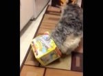 外しても外しても、箱に顔を突っ込まずにはいられないワンちゃん。