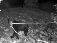 「それ引っ張っちゃダメ！」防犯カメラは見た！ホースを引っ張って遊ぶクマー