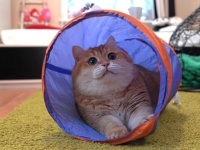 ホシコさん「このトンネルすごく気に入ったニャ！」一足早くオモチャをプレゼントされた猫