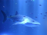 写真はのとじま水族館のウェブサイト