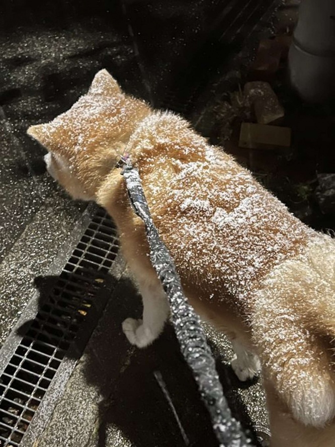 振り払われる前に（深海マザーのXアカウント（＠deepseaMOTHER）の投稿より、再掲）