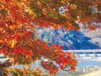 まだ間に合う！　京都で紅葉が楽しめる「そうだ 京都、行こう。」に新プラン登場