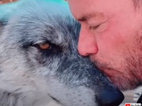 殺処分寸前で救われたオオカミ、人間と家族の絆を結ぶ