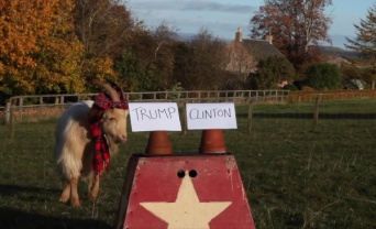 米大統領選開票スタート！　占い師のヤギが結果を大胆予想