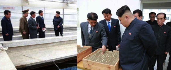 「大同江スッポン養殖工場を現地指導する金正恩氏／2015年5月19日付労働新聞より