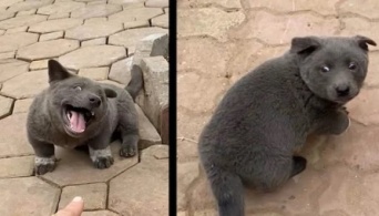 犬なの？猫なの？SNSでセンセーションを巻き起こした動物の正体は！？（ベトナム）