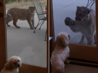 ここは俺が食い止める！家族を守るため、巨大なピューマに立ち向かう小型犬