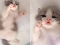 最終兵器子猫。眠くてウトウトするだけでネットを震撼させるほどの破壊力を秘めていた。