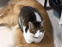そろそろ眠くにゃっちゃった。ふかふかゴールデンをベッドにしておやすみなさいの猫