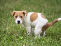 なぜ犬はうんちっちをする前にグルグル回るのか？体を地球の磁場に合わせていたことが判明（共同研究）